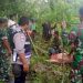 Marak, 25 Kerbau Warga Sumba Tengah Dicuri dari Kandang