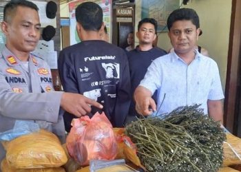 Penjaga Sekolah Simpan 36 Kg Ganja Diperpustakaan SD di Pariaman Sumbar