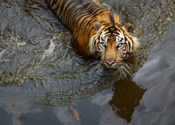 Serangan Harimau kedua Dalam Beberapa Hari, Perburuan Sedang Berlangsung di Aceh