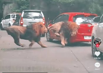 Dua Ekor Singa di Taman Safari Prigen Ngamuk, Tabrak Yaris Hingga Hampir Terbalik