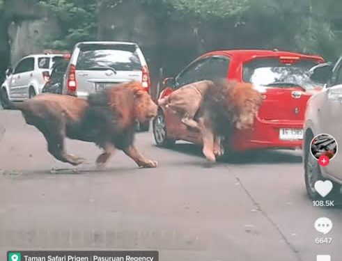 Dua Ekor Singa di Taman Safari Prigen Ngamuk, Tabrak Yaris Hingga Hampir Terbalik