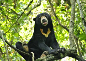 Dua Beruang Madu Terluka Akibat Terkena Jeratan Kawat di Taman Nasional Gunung Leuser, Sumatera Utara