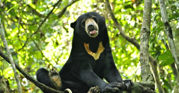 Dua Beruang Madu Terluka Akibat Terkena Jeratan Kawat di Taman Nasional Gunung Leuser, Sumatera Utara