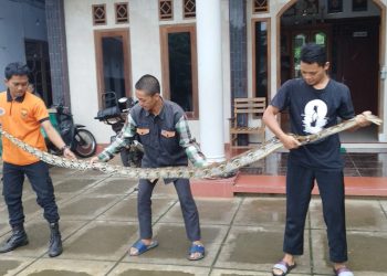 Dikira Sampah, Santri di Wonogiri Temukan Sanca 4 Meter