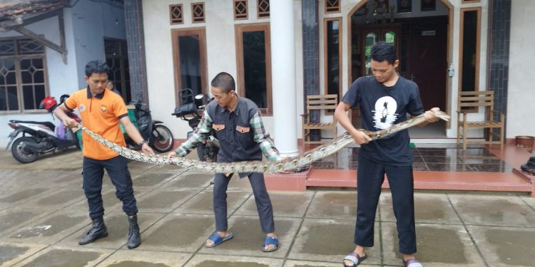 Dikira Sampah, Santri di Wonogiri Temukan Sanca 4 Meter