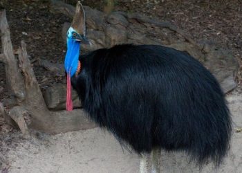 Mematikan, Burung Kasuari Bunuh Manusia di Papua