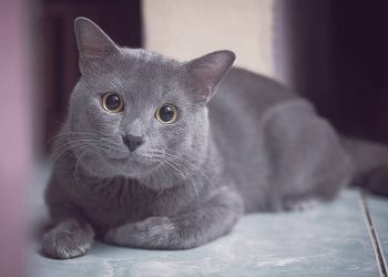 Kucing Busok, Ras Asli Pulau Raas Madura yang Diakui Dunia