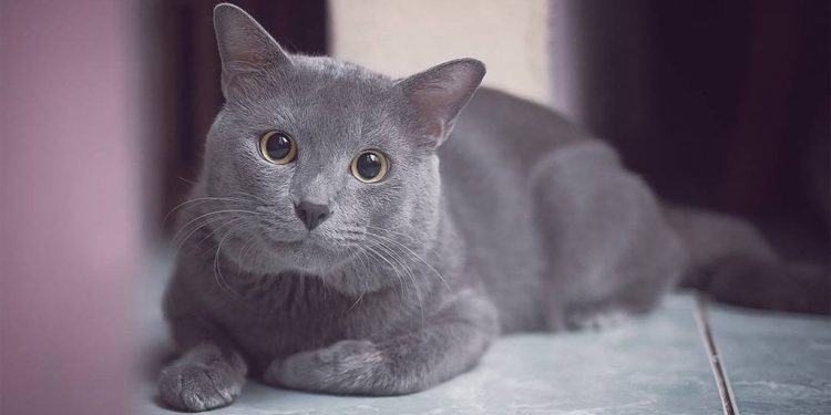 Kucing Busok, Ras Asli Pulau Raas Madura yang Diakui Dunia