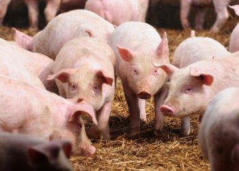 349 Ekor Babi di NTT Mati Mendadak, Penyebab Masih Diteliti Dinas Peternakan