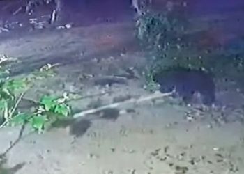 Terekam CCTV, Beruang madu Masuki Kebun Warga Rokan Hilir