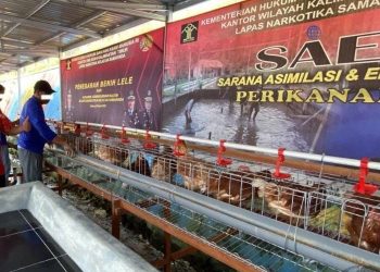Tingkatkan Potensi Kerja WBP, Lapas Narkotika Kembangkan Pelatihan Ternak Ayam dan Ikan