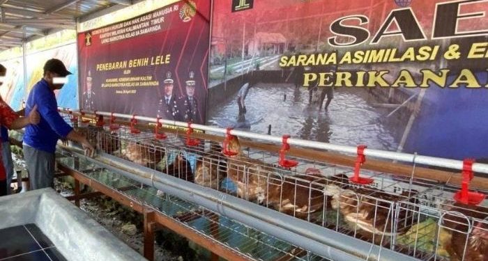 Tingkatkan Potensi Kerja WBP, Lapas Narkotika Kembangkan Pelatihan Ternak Ayam dan Ikan