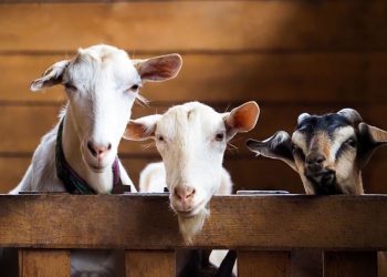 Resmi, Libur Iduladha Selama 3 Hari, Catat Tanggalnya!