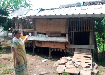 5 Kambing di Bekasi Dicuri, Pemilik Gagal Gelar Aqiqah untuk Orangtua