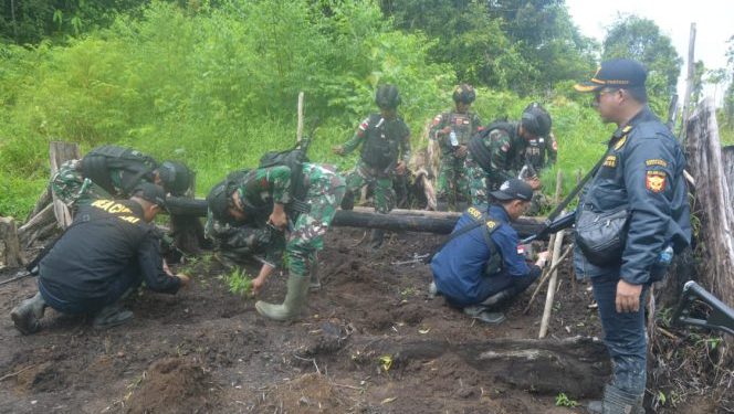 TNI dan Bea Cukai Merauke Temukan Ladang Ganja di Boven Digoel