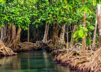2 Hektare Mangrove di Teluk Youtefa Jayapura Rusak Akibat Timbunan Karang