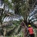 Petani Plasma PTPN V Sambut Baik Pembentukan PalmCo