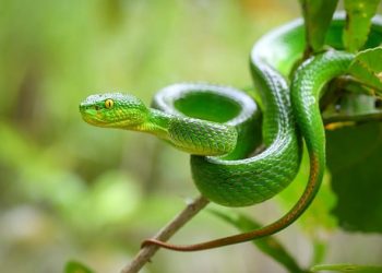 Cari Rumput, Warga Sukamamur Dipatok Ular Viper Hijau