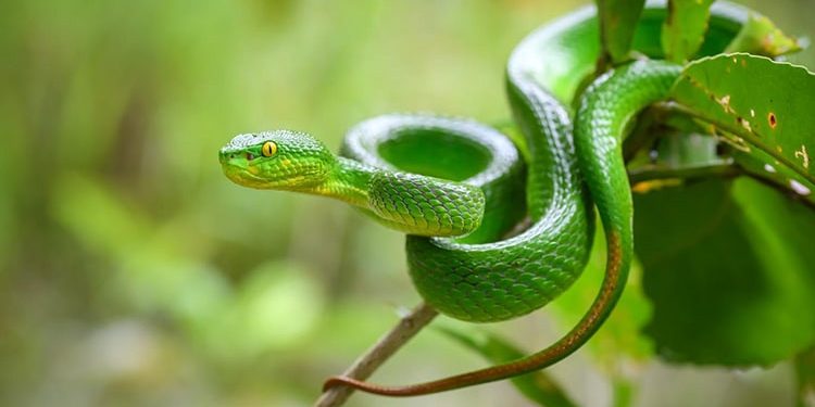 Cari Rumput, Warga Sukamamur Dipatok Ular Viper Hijau