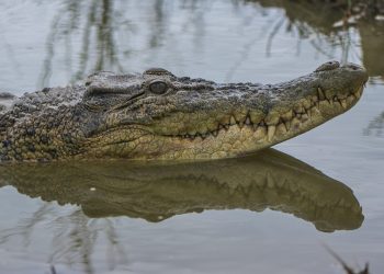 Pria di Berau Ditemukan Tewas, Diduga Diterkam Buaya