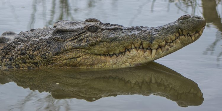 Pria di Berau Ditemukan Tewas, Diduga Diterkam Buaya