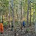 Inilah Akhir Pencarian Remaja Dlingo yang Menghilang Dikejar Ibu di Hutan Muntuk