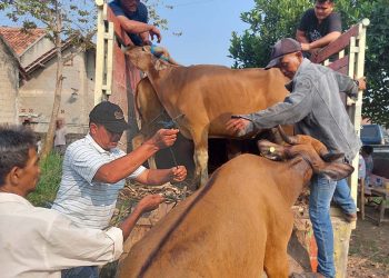 Bawa Kabur 13 Ekor Sapi di Rumpin Bogor, Tiga Pelaku Diringkus Polisi