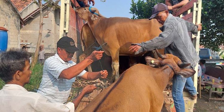 Bawa Kabur 13 Ekor Sapi di Rumpin Bogor, Tiga Pelaku Diringkus Polisi