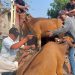 Bawa Kabur 13 Ekor Sapi di Rumpin Bogor, Tiga Pelaku Diringkus Polisi