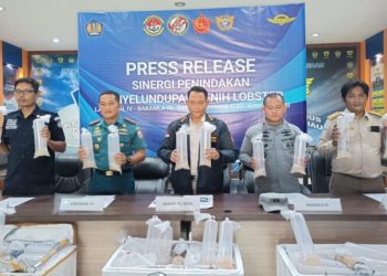 Ratusan Ribu Benih Lobster Senilai Rp 19 M Gagal Diselundupkan dari Batam