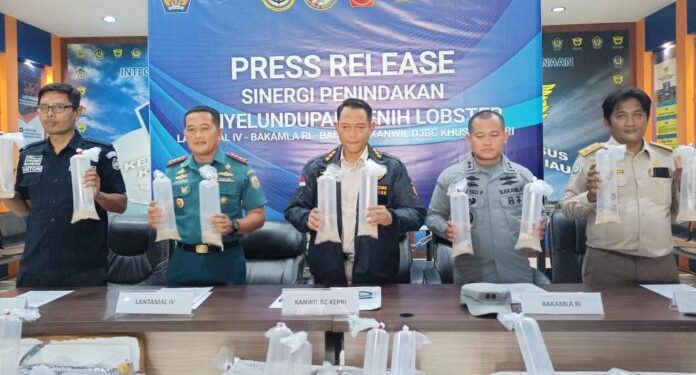 Ratusan Ribu Benih Lobster Senilai Rp 19 M Gagal Diselundupkan dari Batam