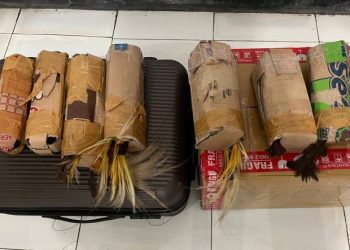 Penyelundupan 7 Burung Cenderawasih Digagalkan di Jayapura