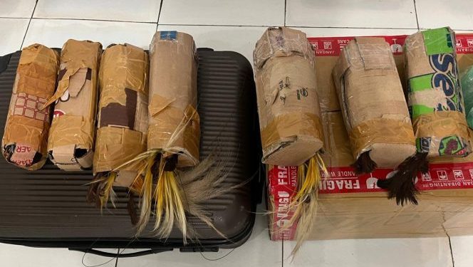 Penyelundupan 7 Burung Cenderawasih Digagalkan di Jayapura