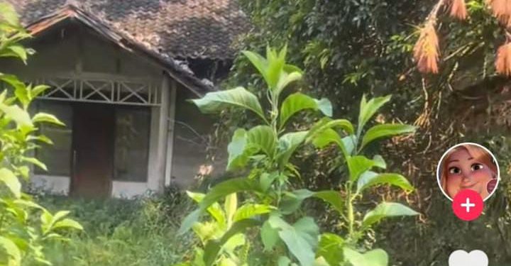 Viral! Wisatawan Booking Vila di Puncak, Malah Dapat Tempat Horor