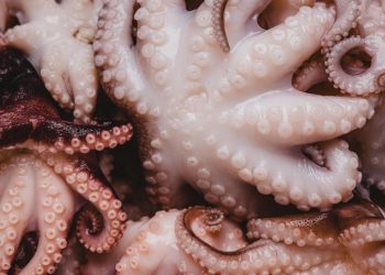 Tersedak Saat Makan Gurita Hidup, Seorang Pria di Korea Selatan Meninggal Dunia